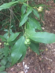 Ditrysinia fruticosa