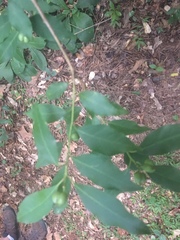 Ditrysinia fruticosa