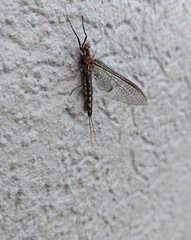 Hexagenia bilineata