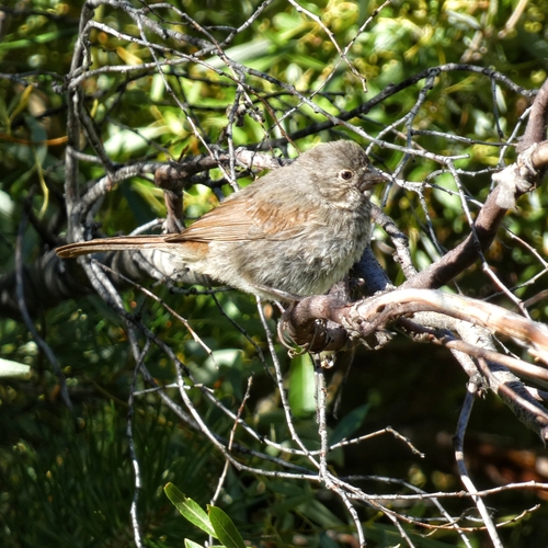 iNaturalist observation photo of Fox Sparrow