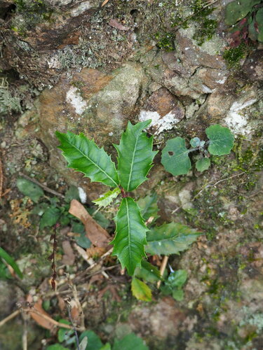 Image of Itea oldhamii by no rights reserved