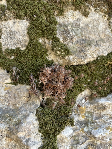 Saxifraga globulifera, photograph 6