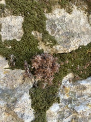 Saxifraga globulifera, photograph Kian Hayles-Cotton, CC0, iNaturalist via GBIF