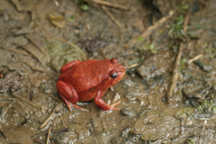 Dyscophus antongilii