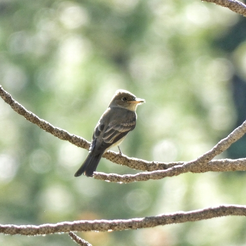 iNaturalist observation photo of Western Wood-Pewee