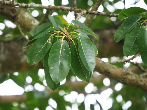 Image of Ficus caulocarpa by no rights reserved