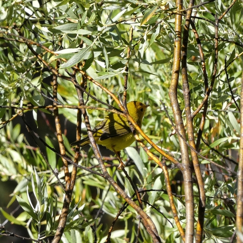 iNaturalist observation photo of Wilson's Warbler