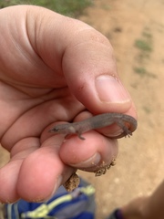 Sphaerodactylus leonardovaldesi