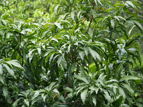 Pouteria campechiana