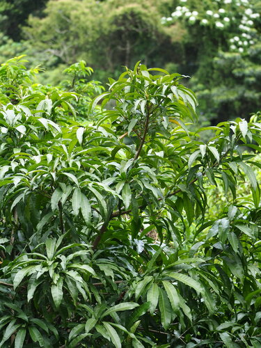Pouteria campechiana