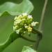 Marsdenia tinctoria - Photo no rights reserved, uploaded by 葉子