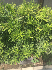 Podocarpus macrophyllus