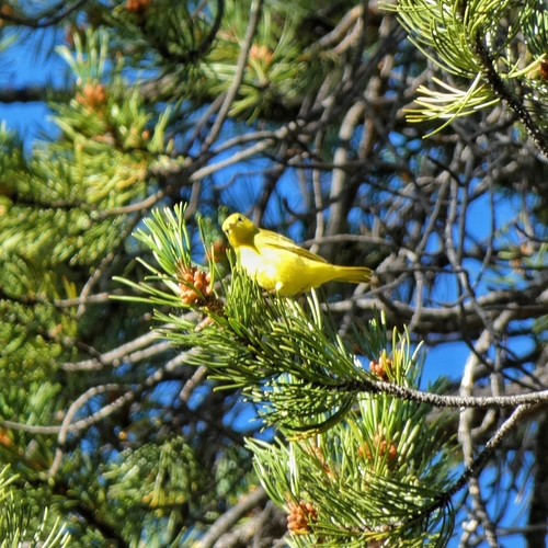 iNaturalist observation photo of Northern Yellow Warbler
