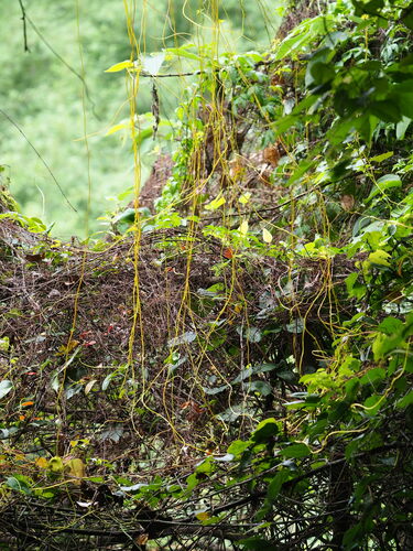 Image of Cuscuta japonica by no rights reserved