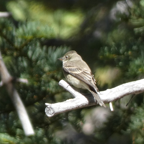 iNaturalist observation photo of Western Wood-Pewee