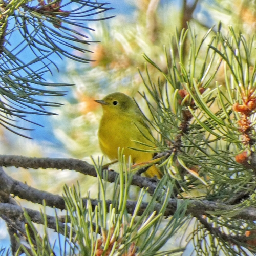 iNaturalist observation photo of Northern Yellow Warbler