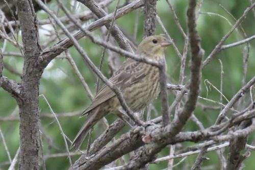 Brown-headed Cowbird photographed in Colorado