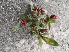 Salix setchelliana