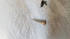 Stiracolpus