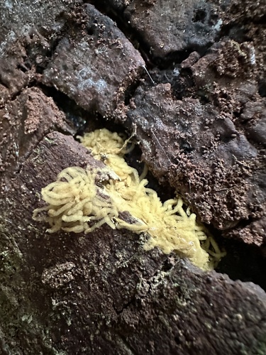 Arcyria obvelata observed 2024-08-17