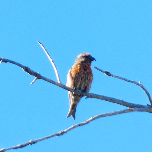 iNaturalist observation photo of Red Crossbill
