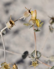 Mentzelia leucophylla