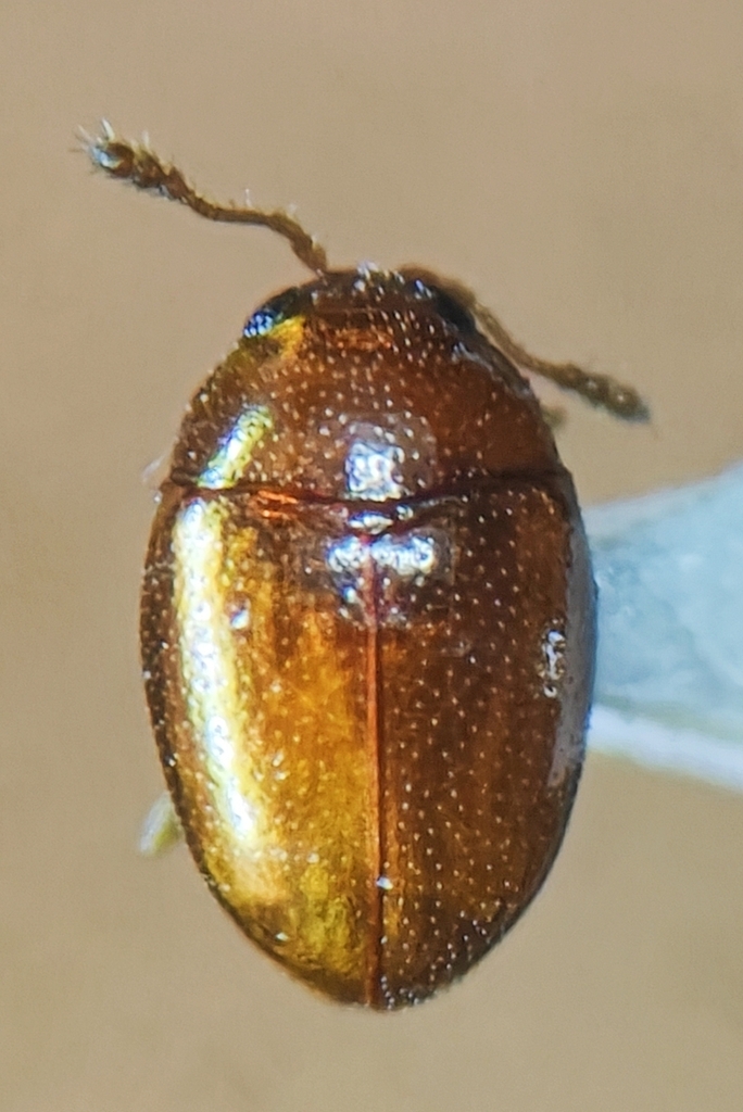 Curelius japonicus