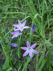 Triteleia bridgesii