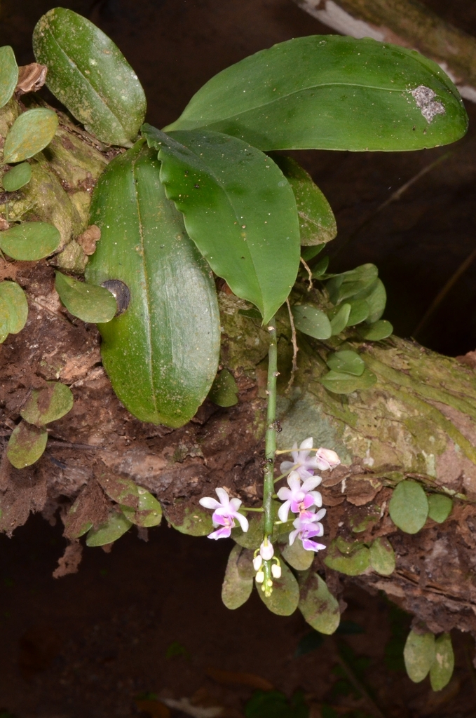 Phalaenopsis deliciosa