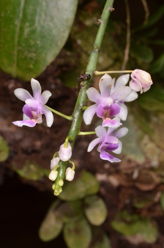 Phalaenopsis deliciosa, photograph 4