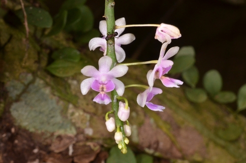 Phalaenopsis deliciosa, photograph 2