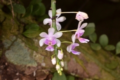 Phalaenopsis deliciosa, photograph (c) Eugene Popov, some rights reserved (CC BY)