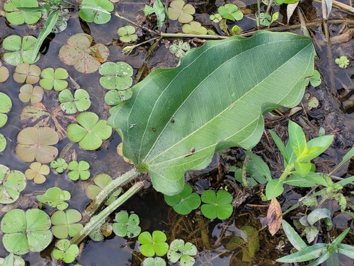 Echinodorus scaber