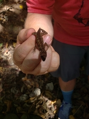 Anolis roatanensis
