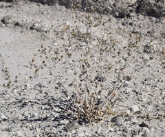 Mentzelia leucophylla