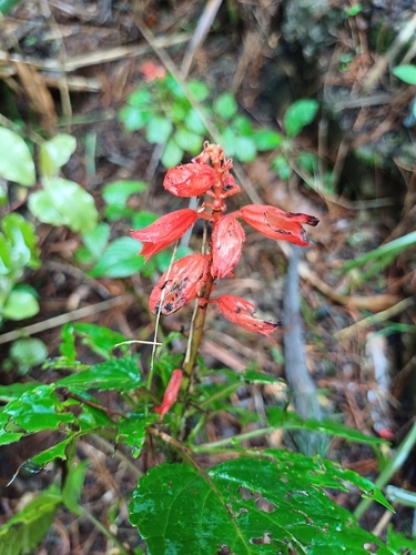 Image of Salvia splendens by no rights reserved
