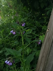 Symphytum officinale