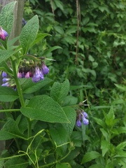 Symphytum officinale