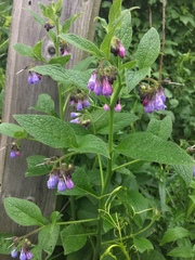 Symphytum officinale