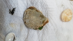 Talochlamys