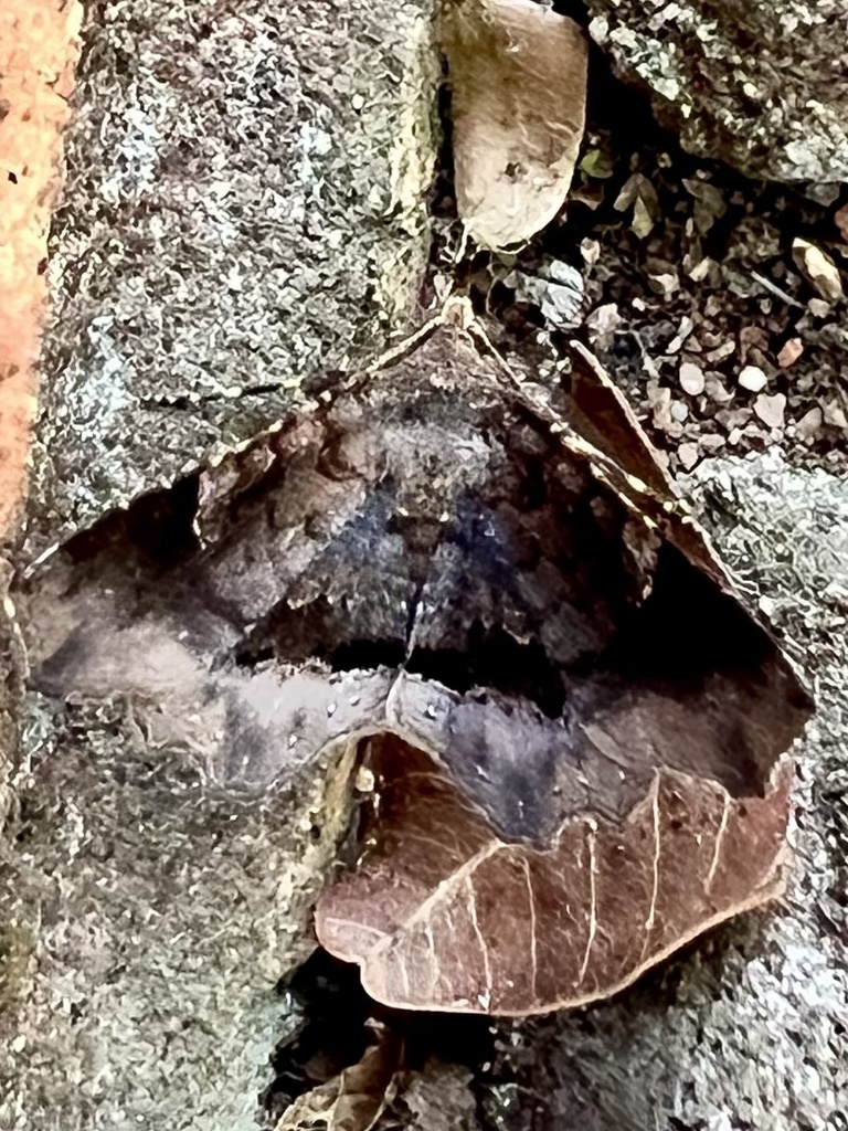 Pangrapta melacleptra