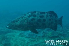 Epinephelus tukula