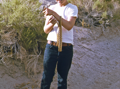 iNaturalist observation photo of Great Basin Gopher Snake