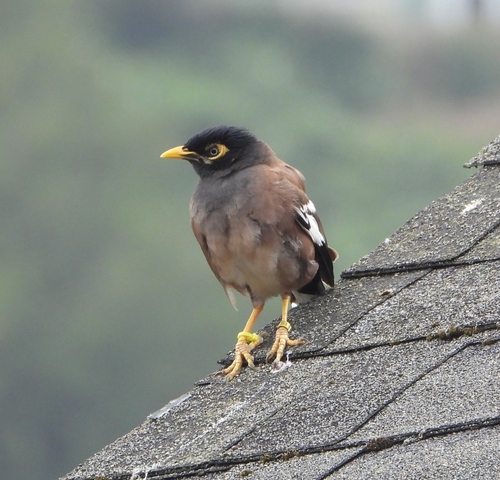 Common Myna (Acridotheres tristis), a species recorded in Hawaii