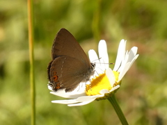Satyrium acaciae