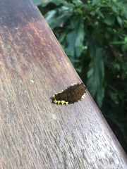 Gynautocera rubriscutellata