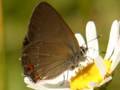 Satyrium acaciae