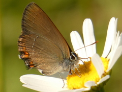 Satyrium acaciae
