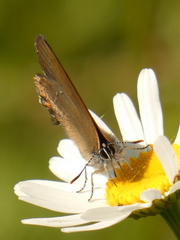 Satyrium acaciae