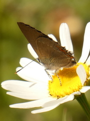 Satyrium acaciae